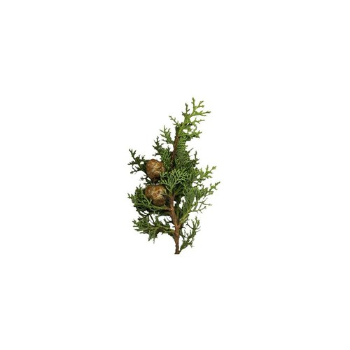 nature soin HUILE ESSENTIELLE  DE CYPRÈS 10ML